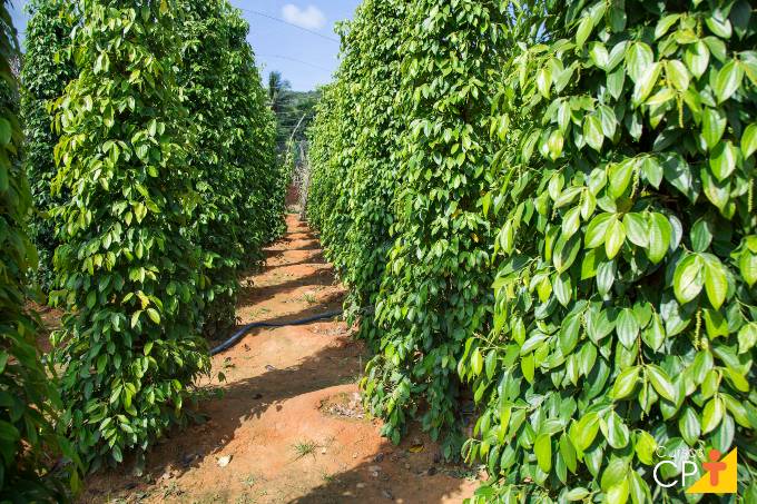 como plantar pimenta do reino