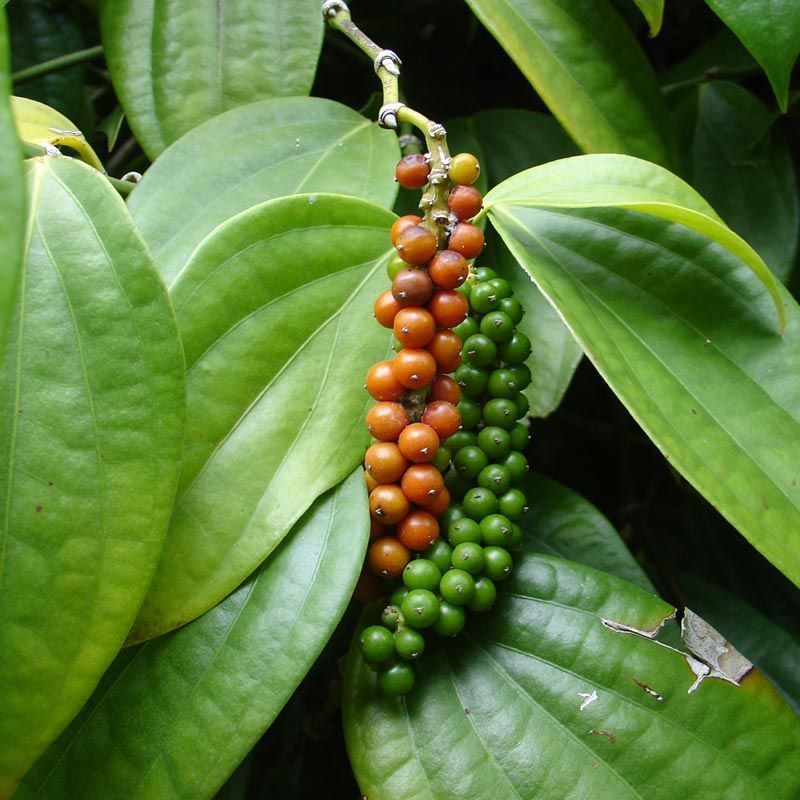 cultivo de pimenta do reino em vaso