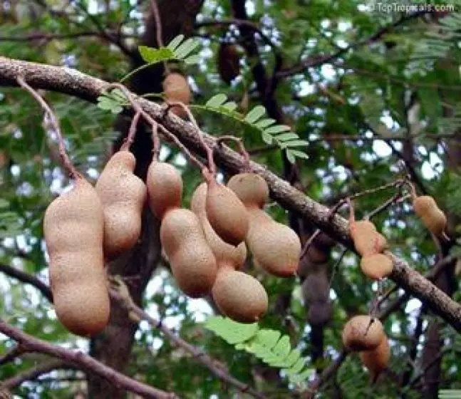 tamarindeiro