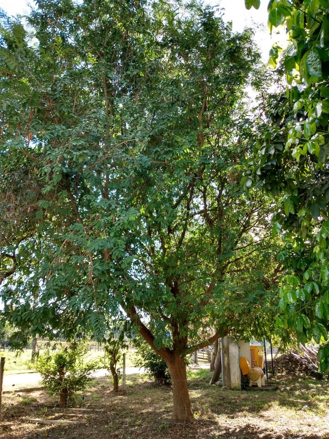 tamarindo indiano