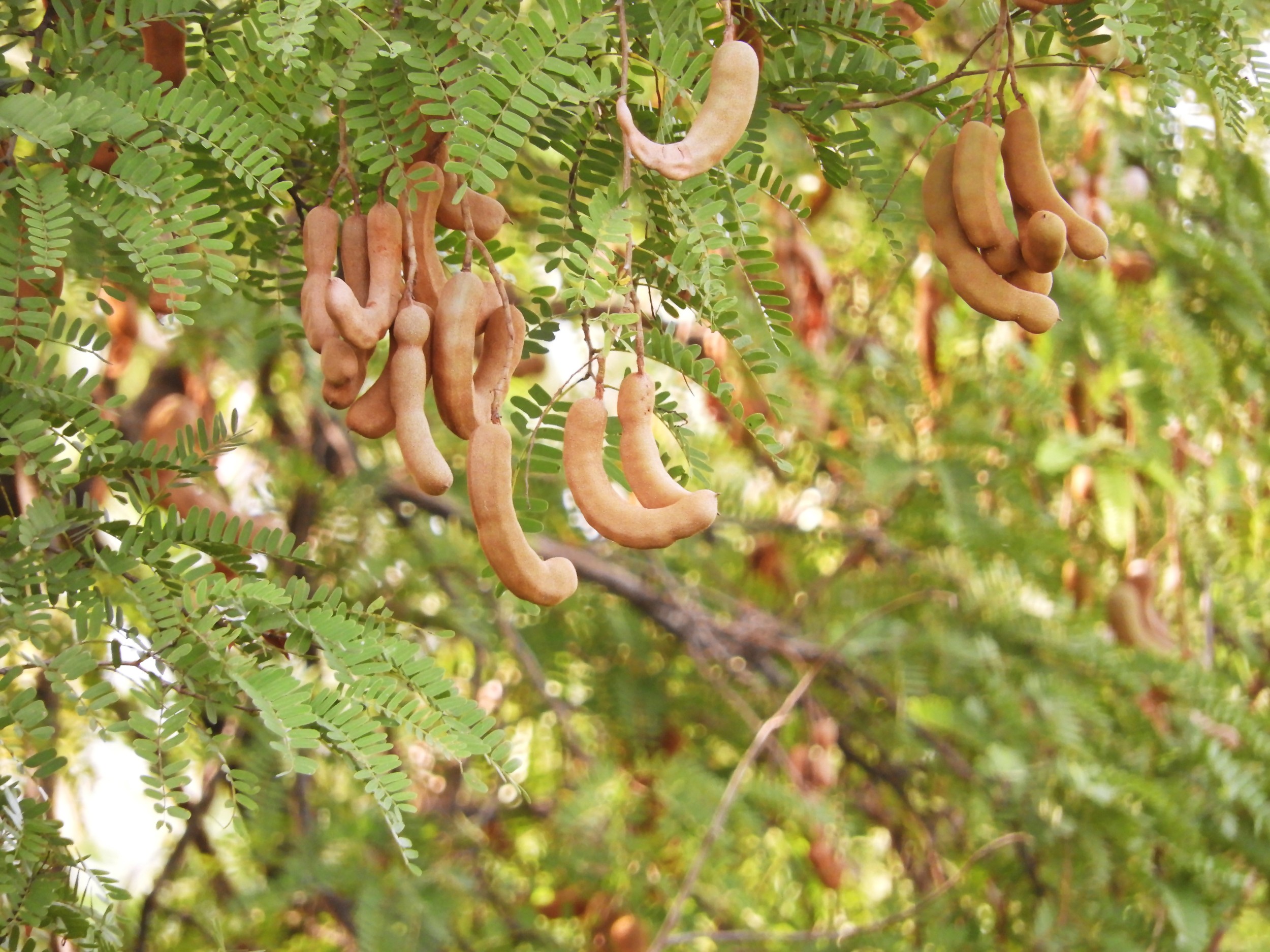 Tamarindus indica