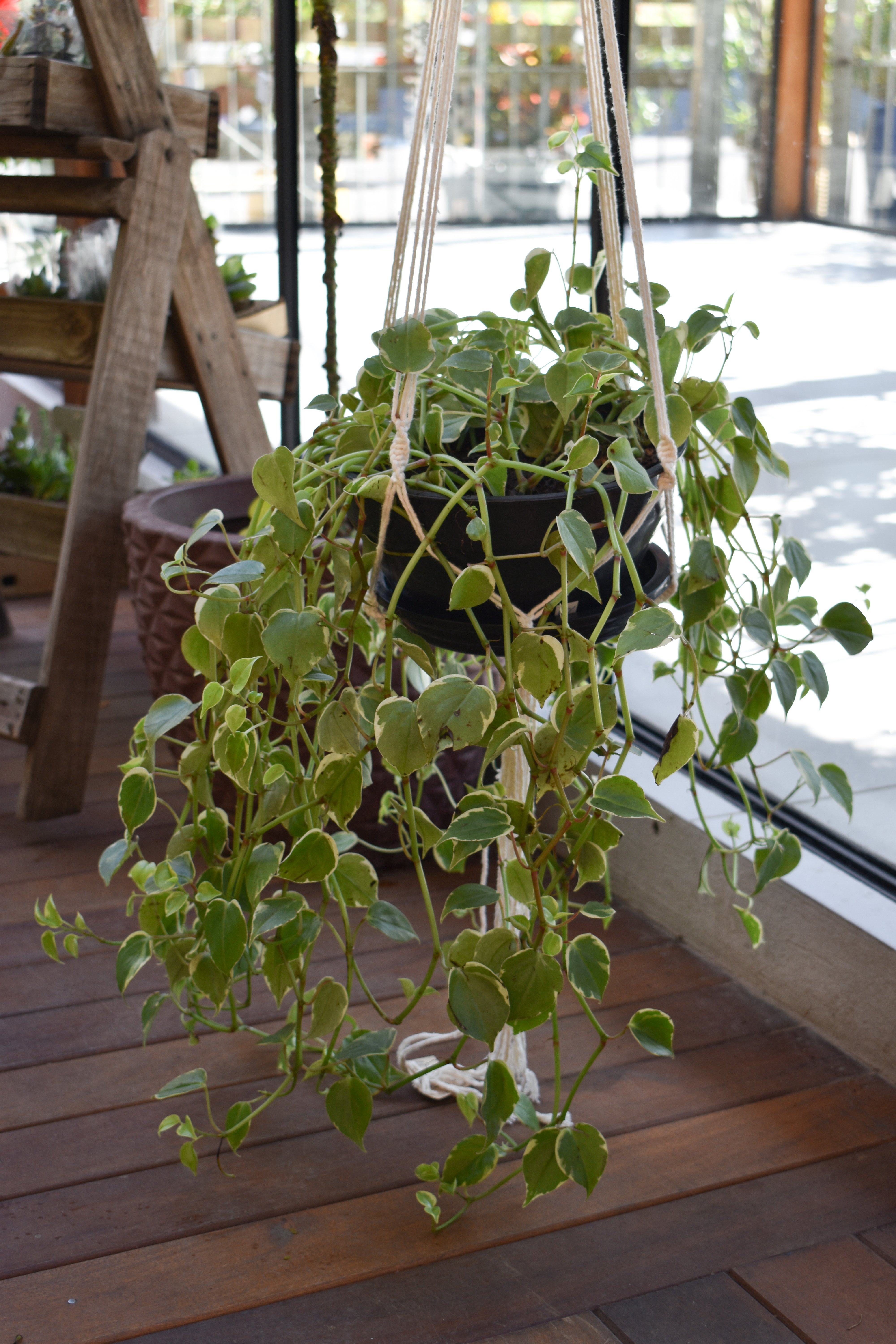 peperomia scandens