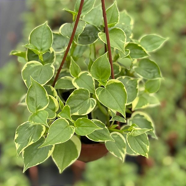 peperomia filodendro