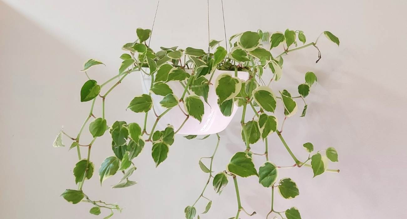 peperomia tetraphylla hope