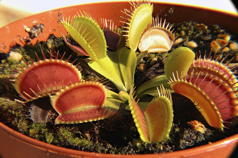 Dionaea muscipula cuidados