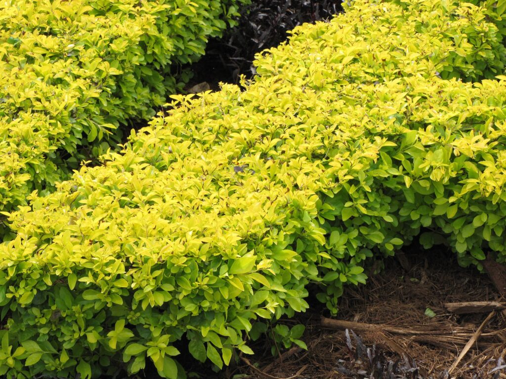 plantas para muro verde