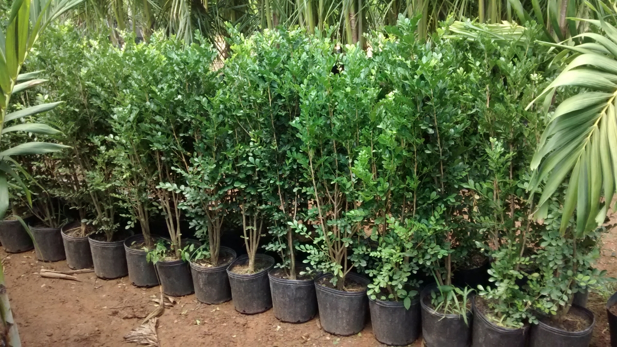 plantas para muro verde