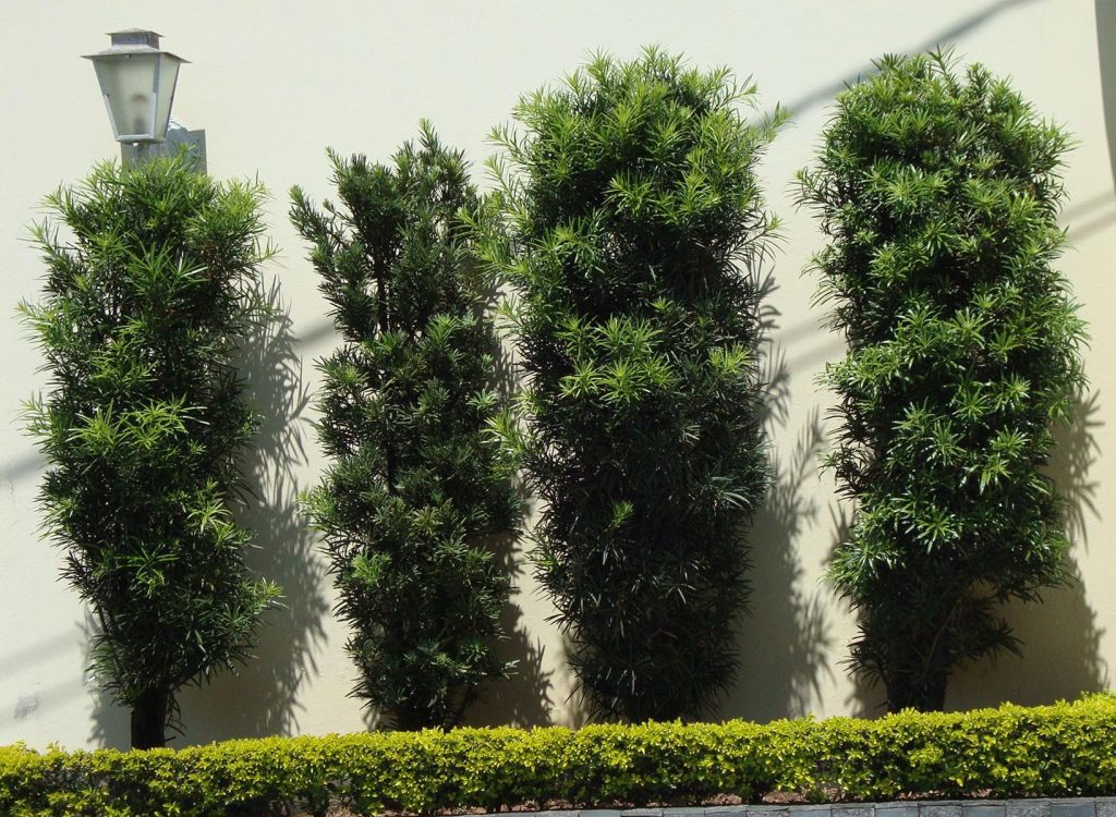 tipos de plantas para cerca viva