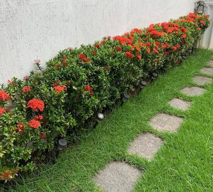 escolher planta para cerca viva