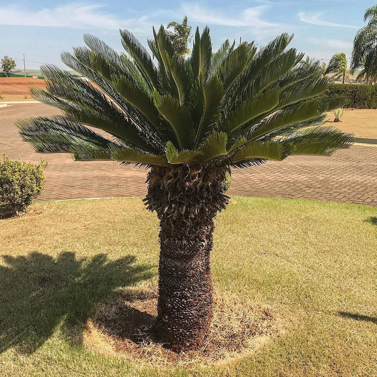 sagu de jardim como cuidar
