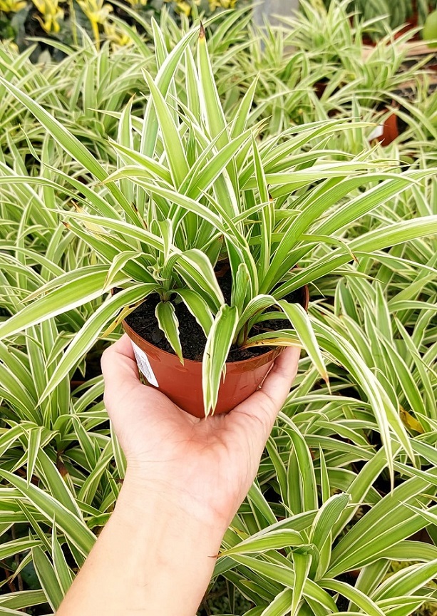 planta-aranha