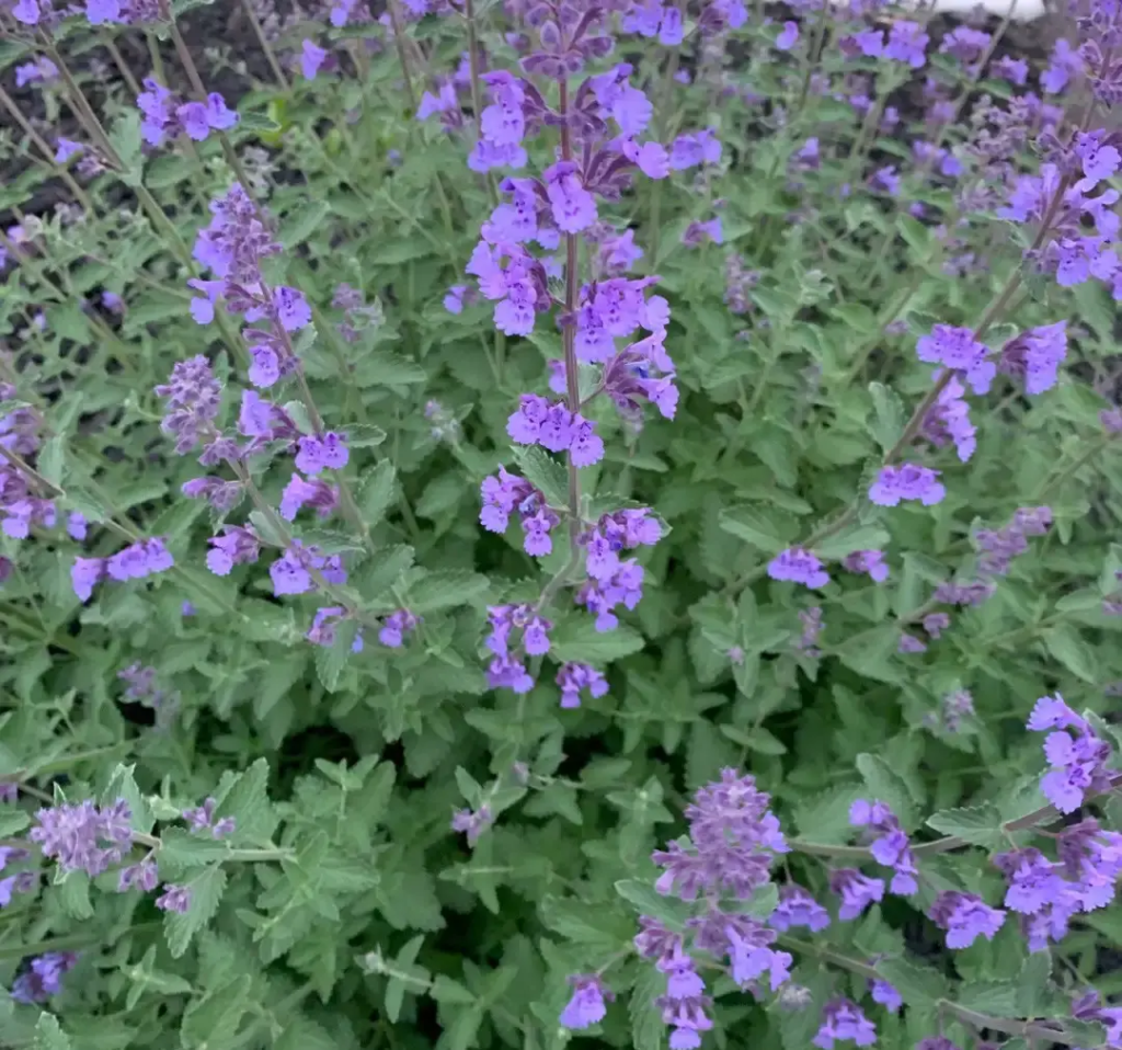 flores roxas para jardim