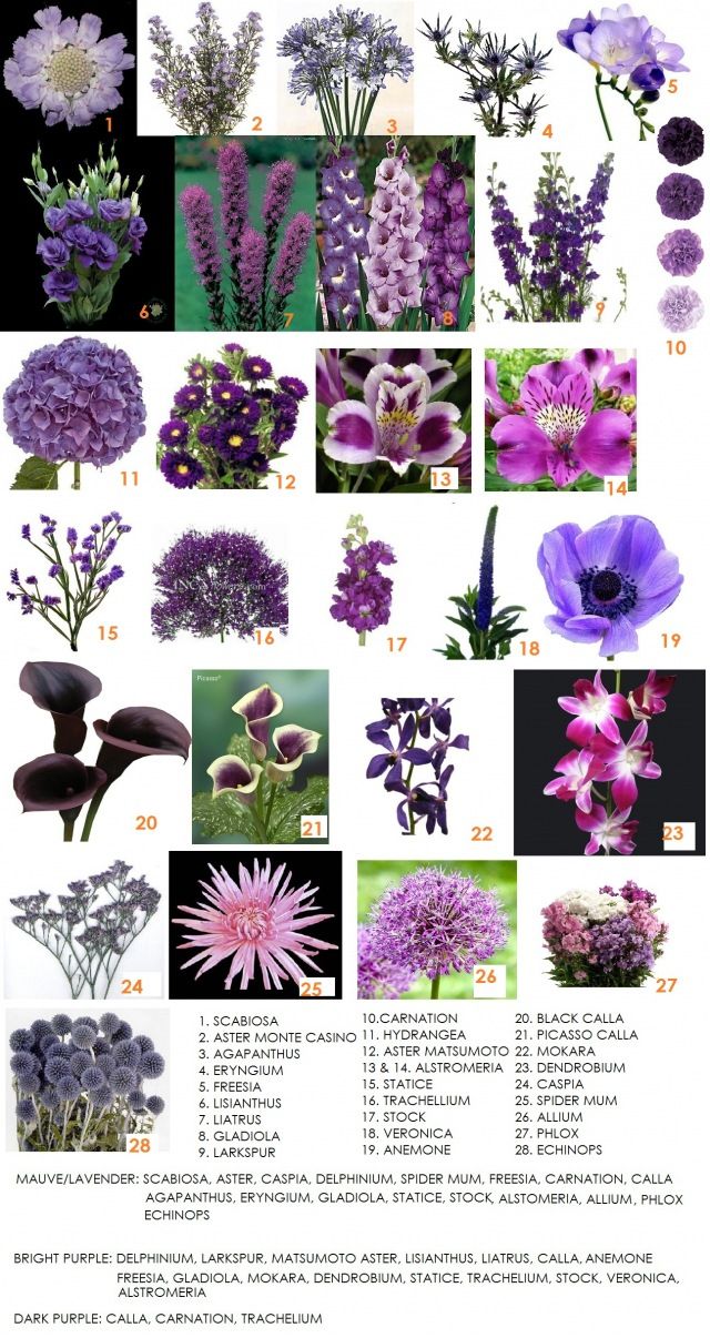 plantas com folhas roxas