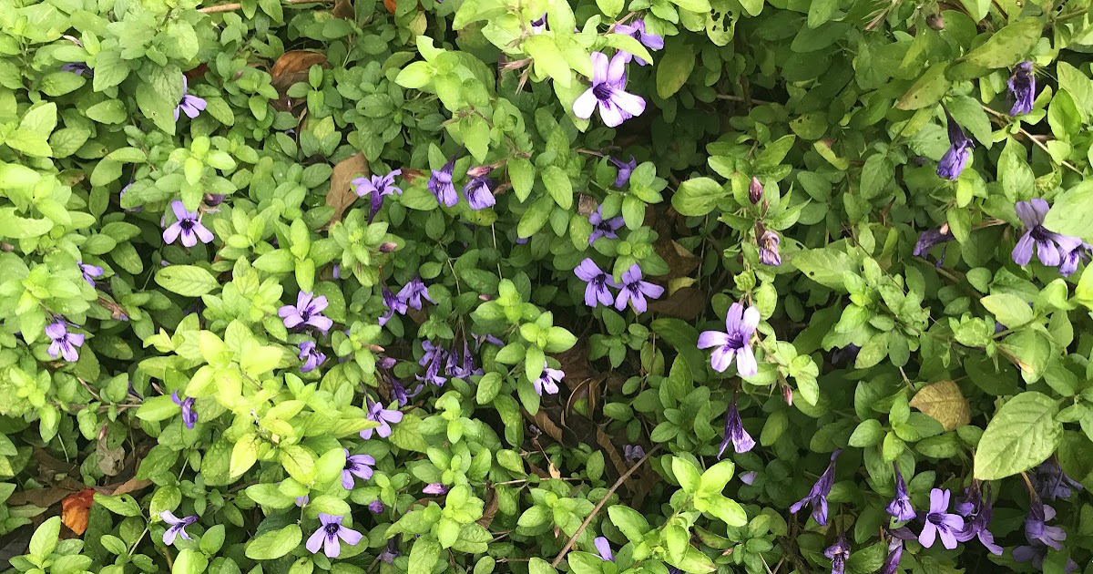 árvores com flores roxas