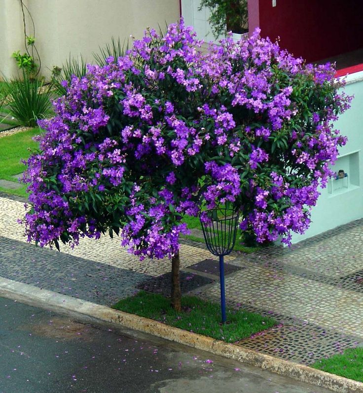 plantas roxas fáceis de cuidar