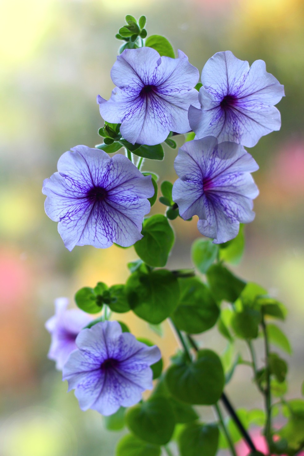 árvores com flores roxas