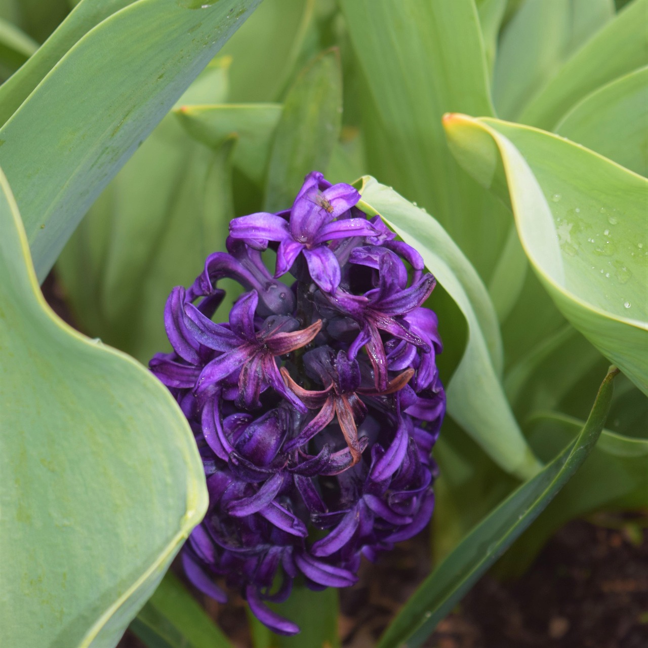 cultivo de lavanda