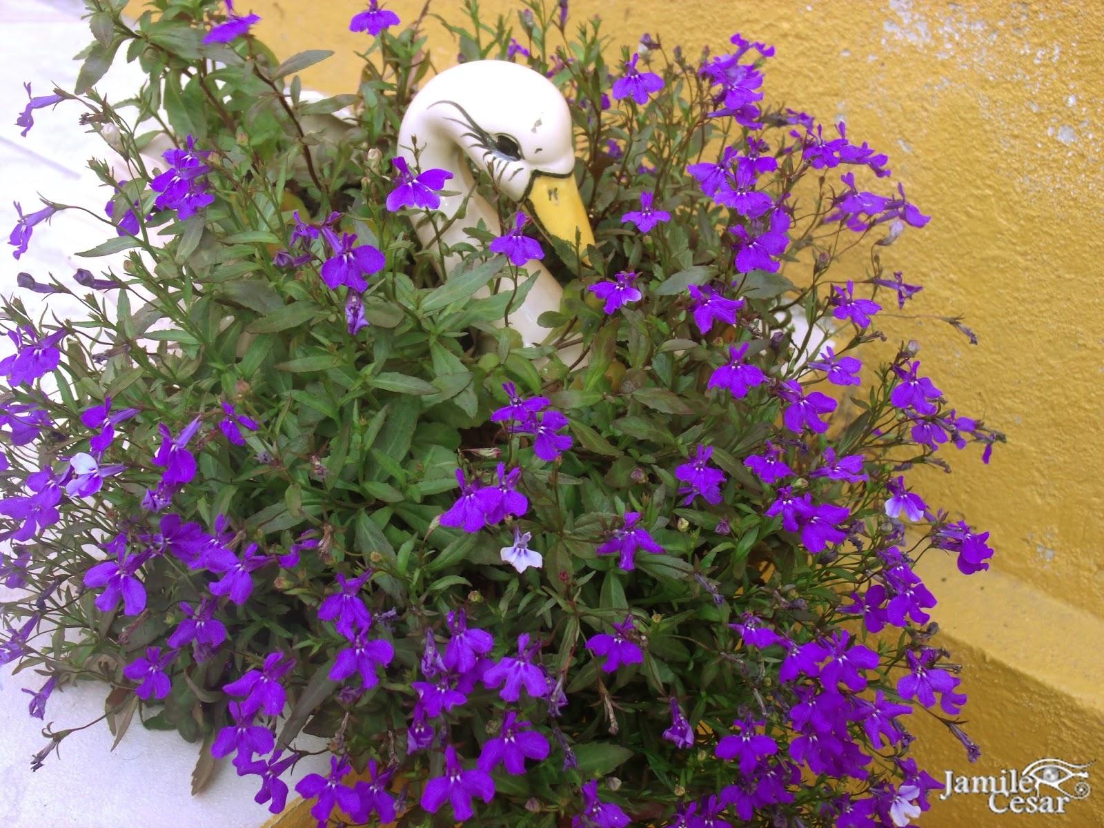 flores roxas para vasos