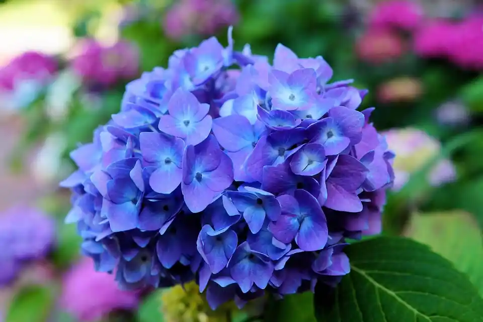 nomes de flores roxas