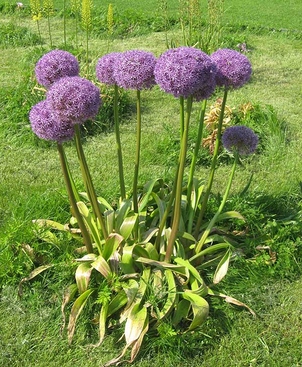 cultivo de lavanda