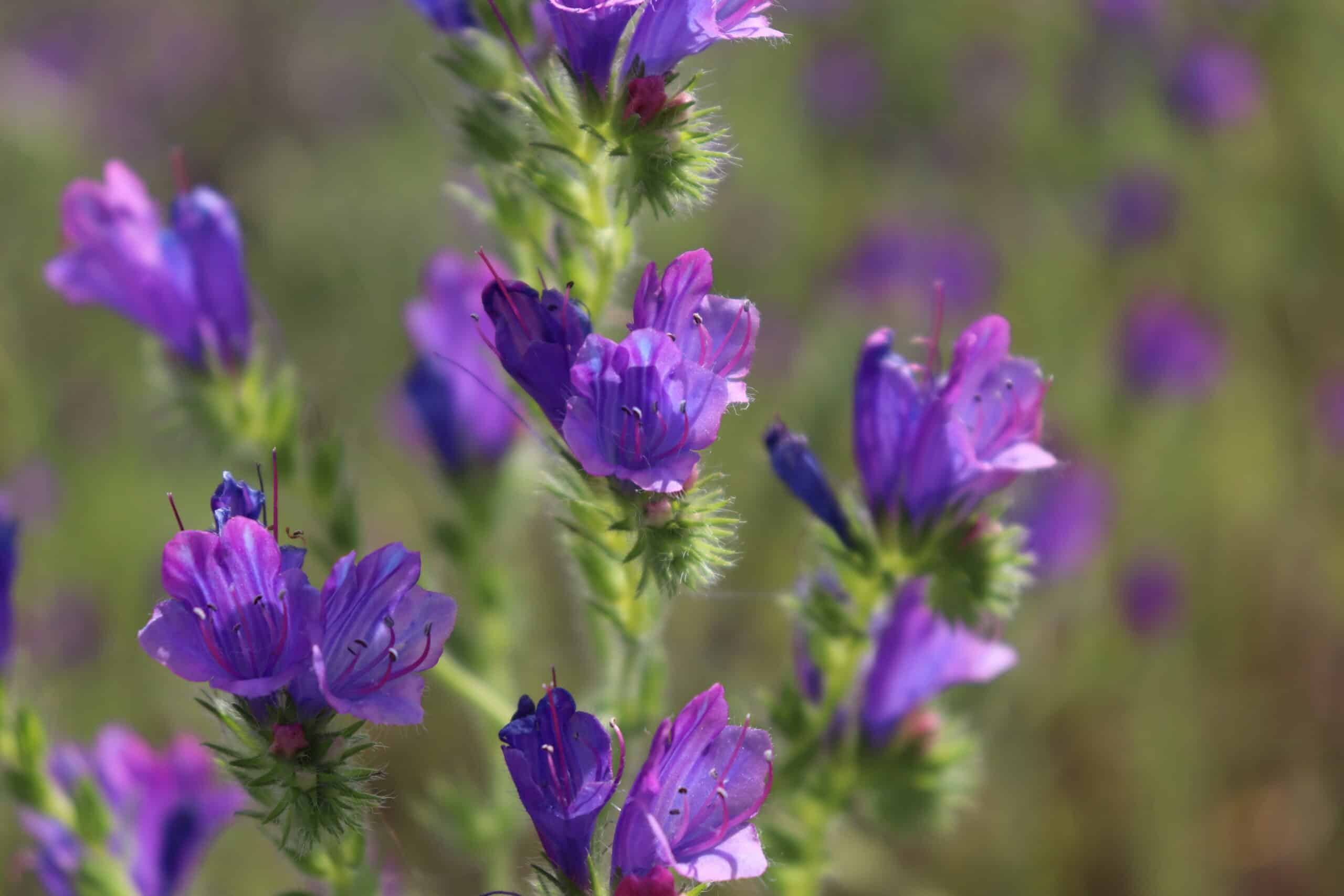 cuidados com violetas