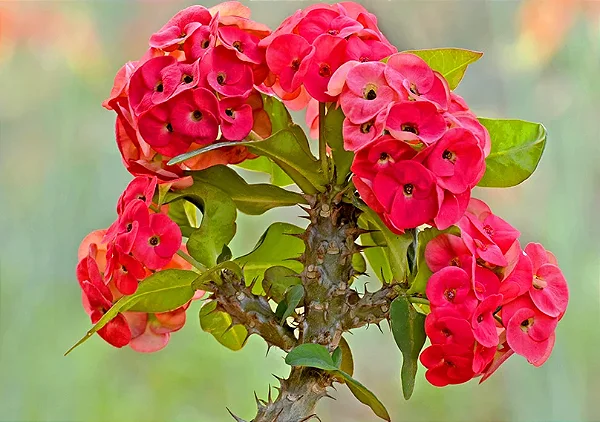 planta espinhosa