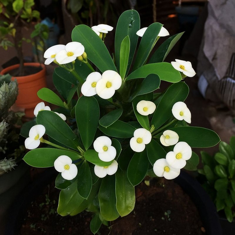 floração contínua