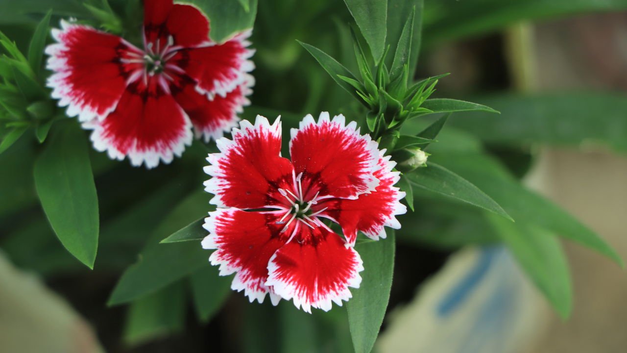 Dianthus caryophyllus cultivo