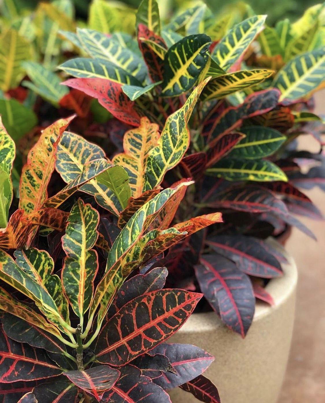 Tipos de cróton para jardim