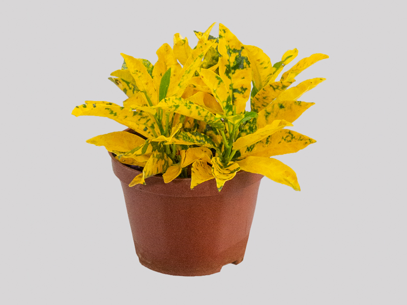 Codiaeum variegatum