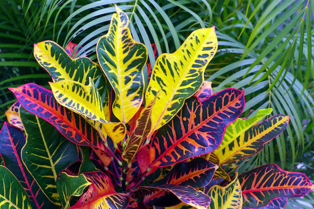Tipos de cróton para jardim