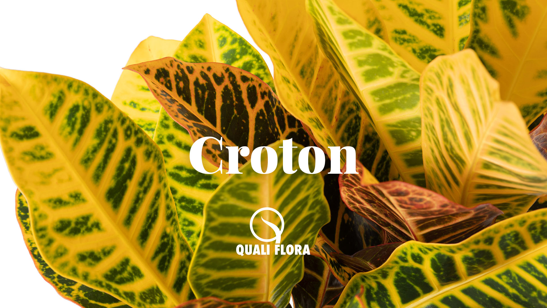 Cróton preço