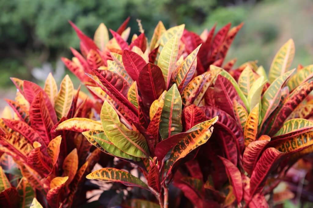 Codiaeum variegatum