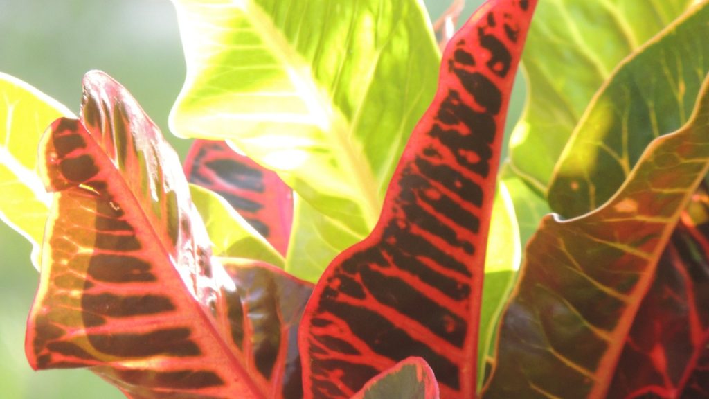 Tipos de cróton para jardim
