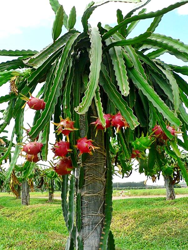 tipos de pitaya