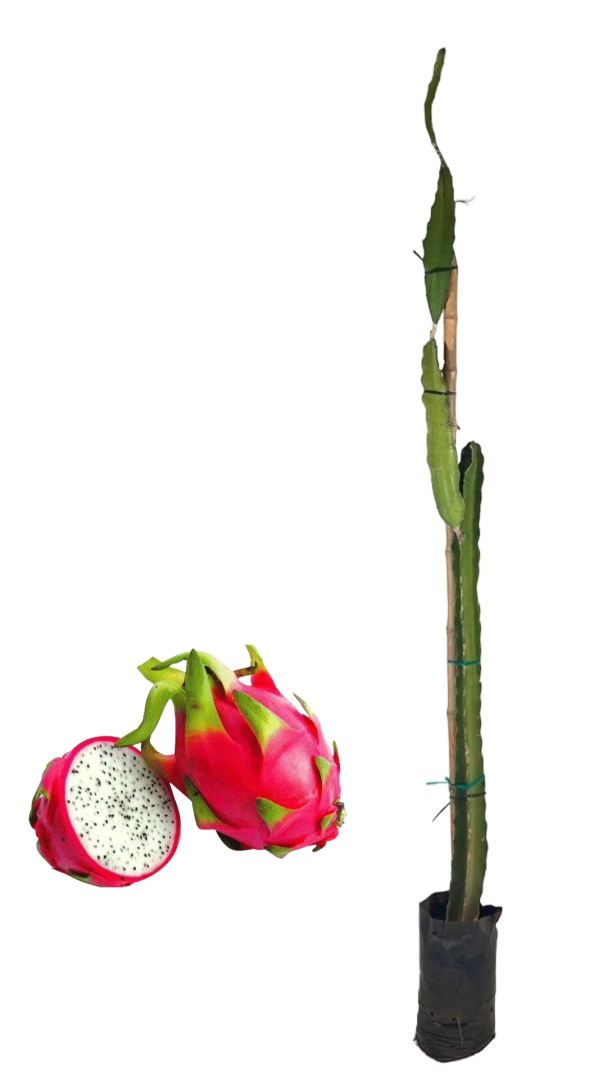fruto do dragão cultivo
