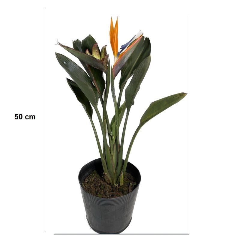como cuidar da planta estrelicia