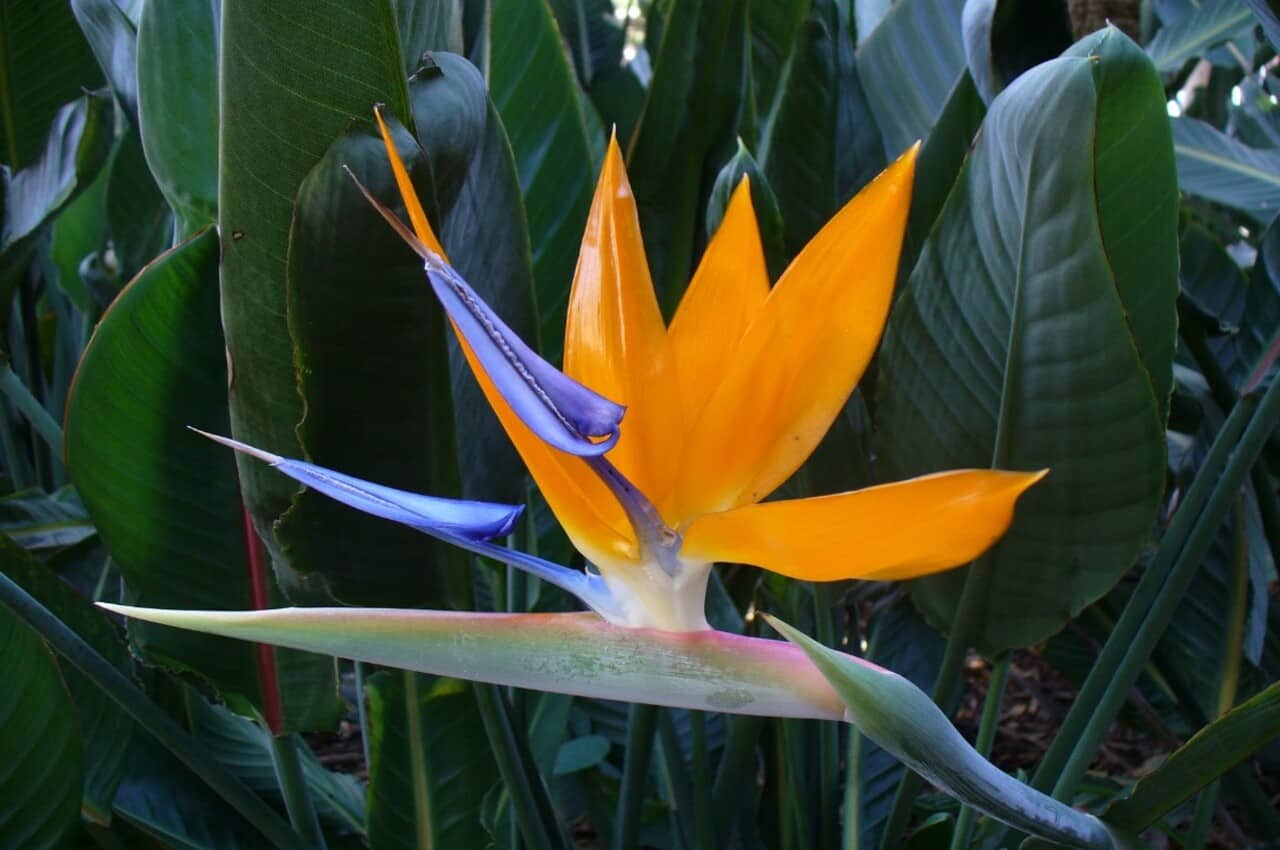estrelicia ave do paraiso
