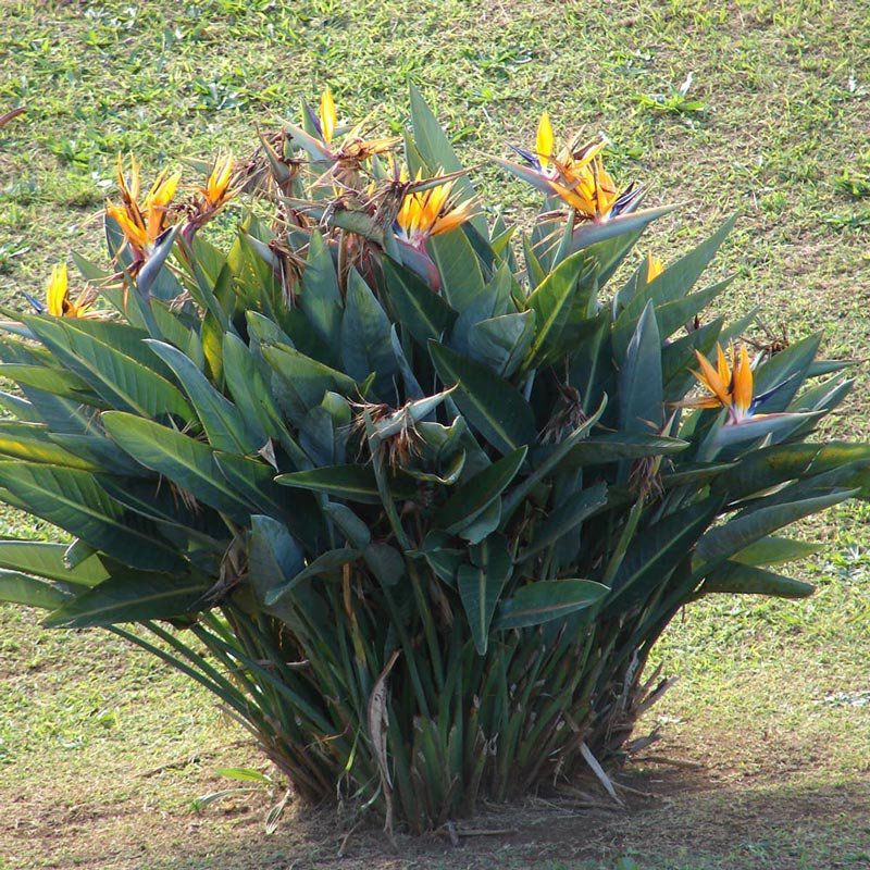 cultivo de estrelicia