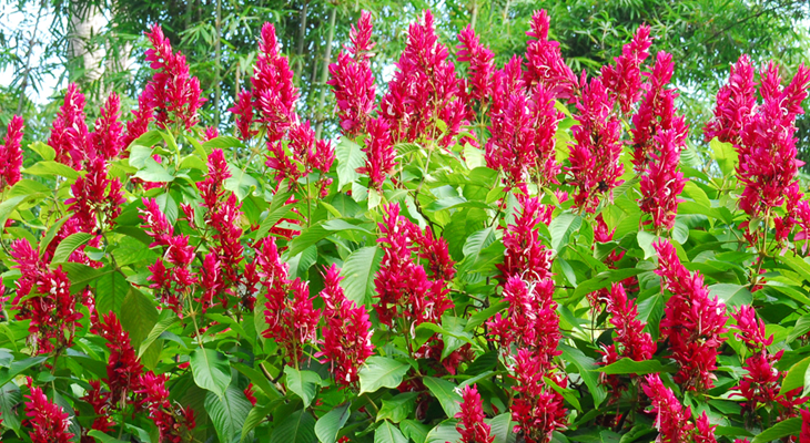 Megaskepasma erythrochlamys