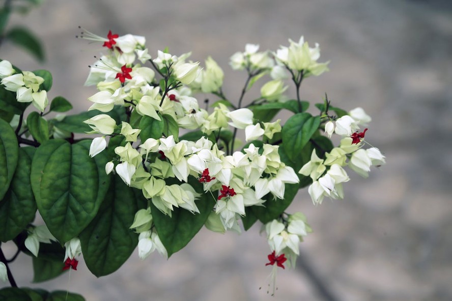 Clerodendrum thomsoniae cultivo
