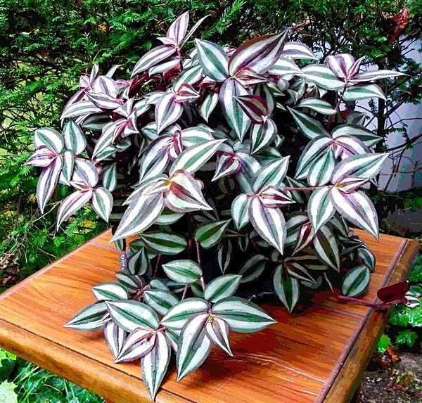 Lambari rosa