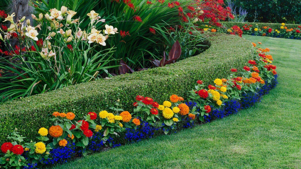 plantas para canteiro de muro