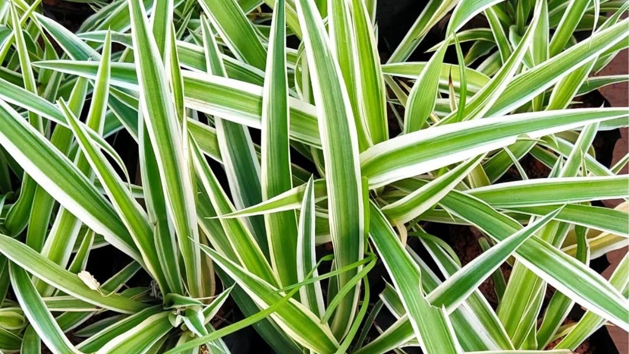 jardim vertical plantas