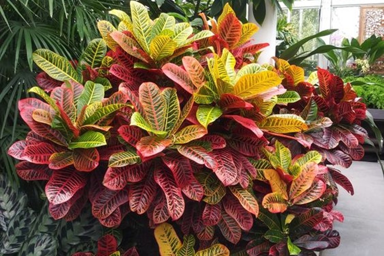 plantas fáceis de cuidar