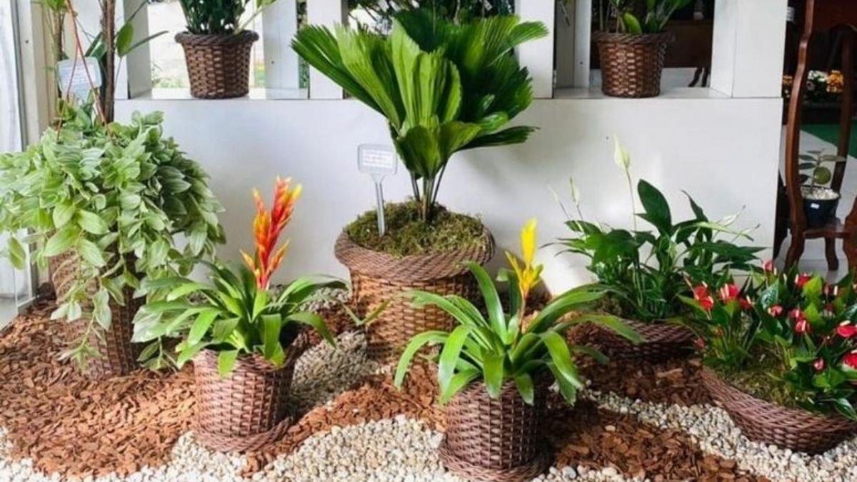 plantas para canteiro de muro
