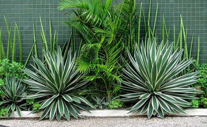 plantas resistentes ao sol
