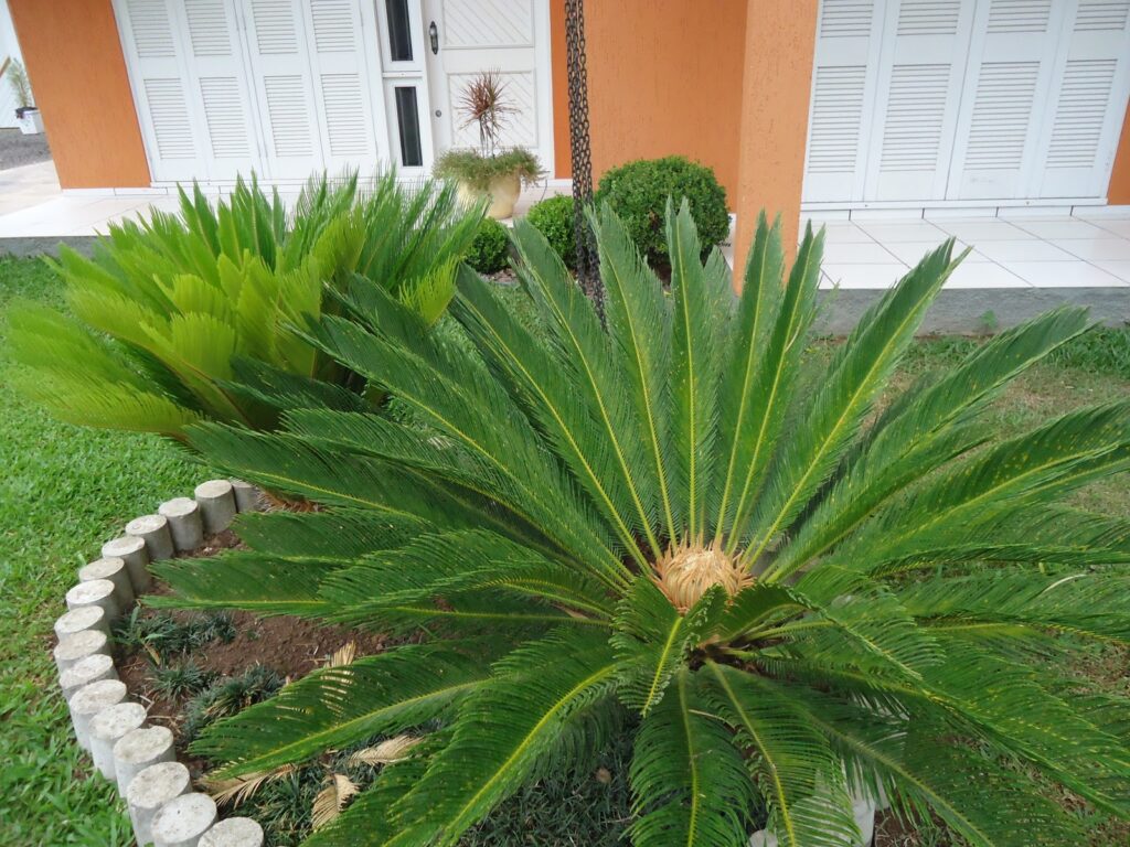 plantas para vasos