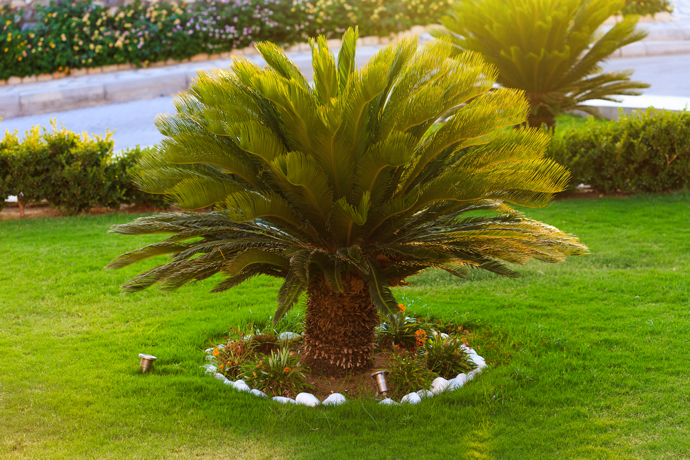 plantas resistentes ao sol