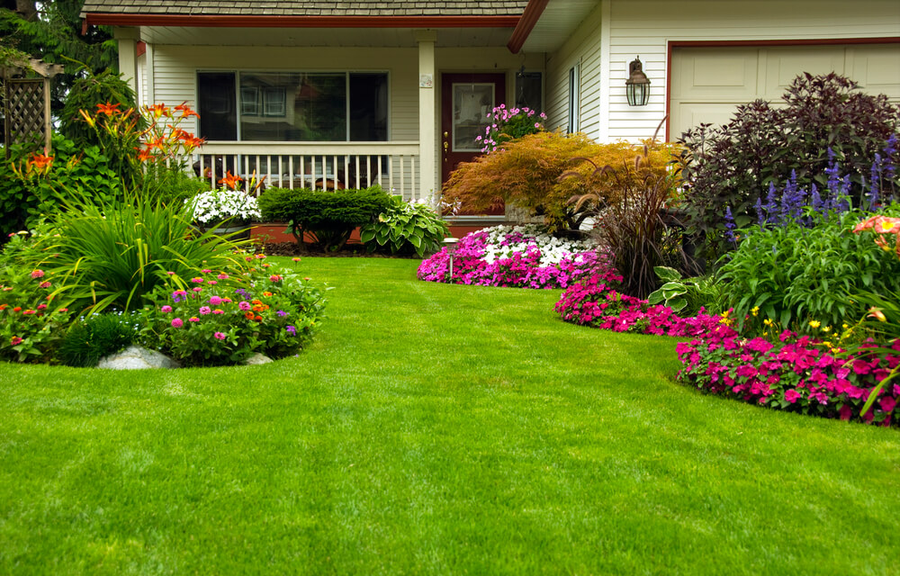plantas para meia sombra